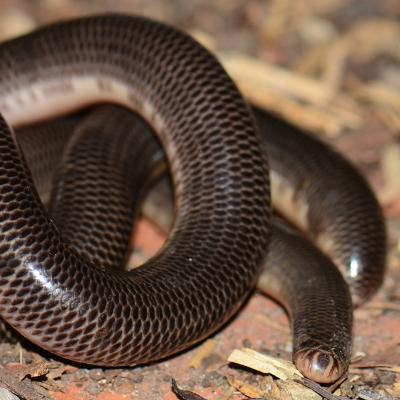 Blind Snake