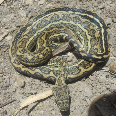 Coastal Carpet Python