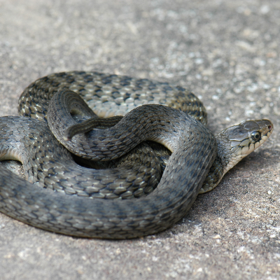 Keelback