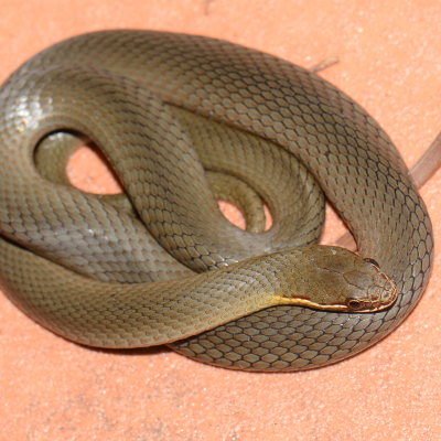 Marsh Snake