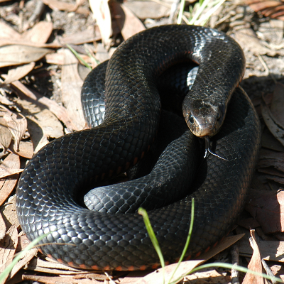 Red Bellied Black Snake