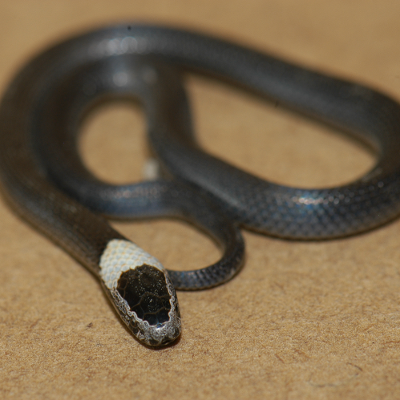 White Crowned Snake