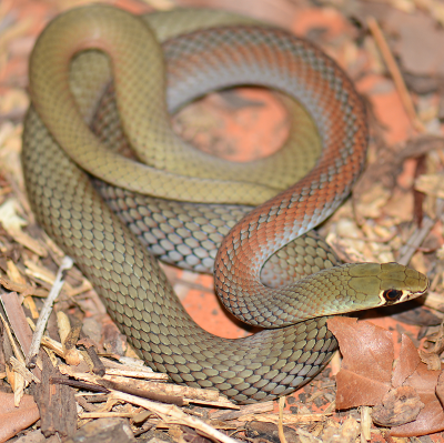 Yellow Faced Whip Snake