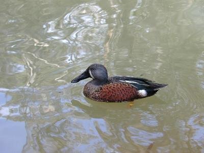 Australasian Shoveler<br>(Anas rhynchotis)