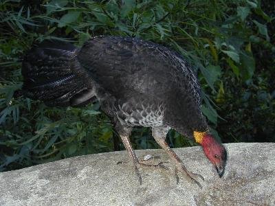 Australian Brush-turkey<br>(Alectura lathami)