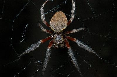 Australian Garden Orb Weaver Spider<br>(Eriophora biapicata)