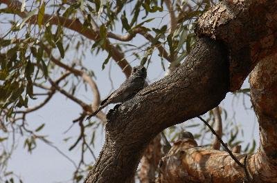 Australian Owlet-nightjar<br>(Aegotheles cristatus)