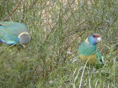 Australian Ringneck<br>(Barnardius zonarius)