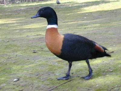 Australian Shelduck<br>(Tadorna tadornoides)