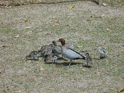 Australian Wood Duck<br>(Chenonetta jubata)