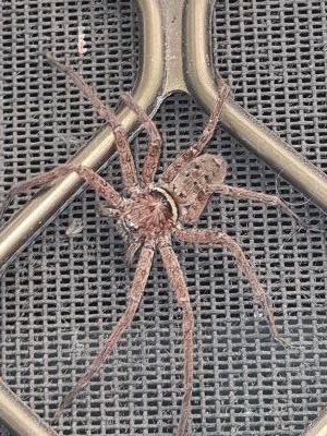 Badge Huntsman Spiders And Shield Huntsman Spiders<br>(Neosparassus sp)