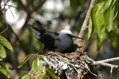 Black Noddy<br>(Anous minutus)