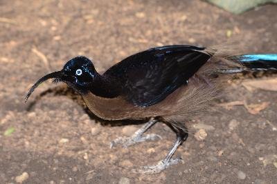 Black sicklebill<br>(Epimachus fastuosus)