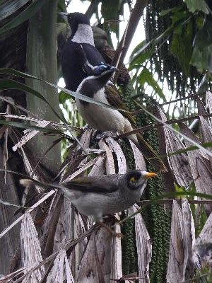 Blue-faced Honeyeater<br>(Entomyzon cyanotis)