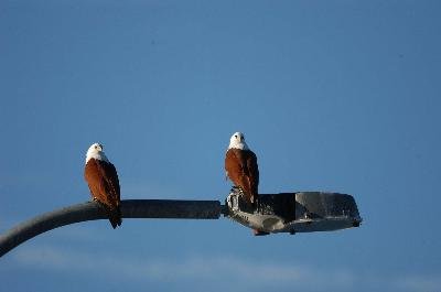 Brahminy Kite<br>(Haliastur indus)