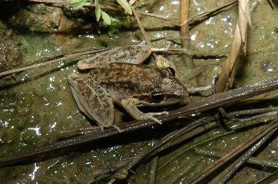 Broad-Palmed Frog<br>(Litoria latopalmata)