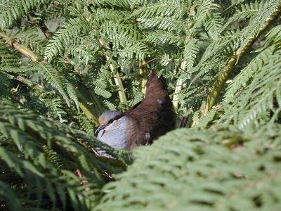 Brush Bronzewing<br>(Phaps elegans)