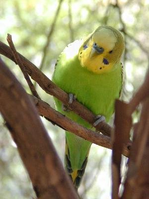 Budgerigar<br>(Melopsittacus undulatus)