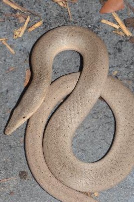 Burtons Legless Lizard<br>(Lialis burtonis)