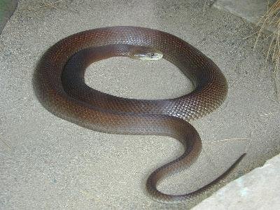 Coastal Taipan<br>(Oxyuranus scutellatus)