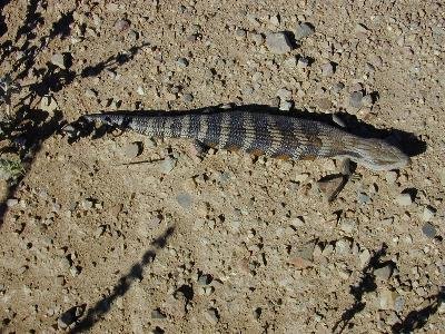 Common Blue-Tongued Skink<br>(Tiliqua scincoides)