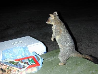 Common Brushtail Possum<br>(Trichosurus vulpecula)