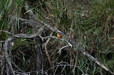 Common Kingfisher<br>(Alcedo atthis)