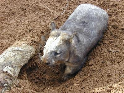 Common Wombat<br>(Vombatus ursinus)