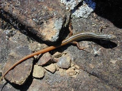 Copper-Tailed Skink<br>(Ctenotus taeniolatus)