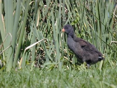 Dusky Moorhen<br>(Gallinula tenebrosa)