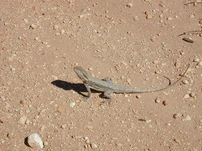 Dwarf Bearded Dragon<br>(Pogona minor)