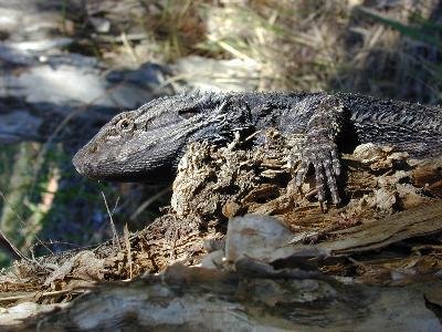 Eastern Bearded Dragon<br>(Pogona barbata)