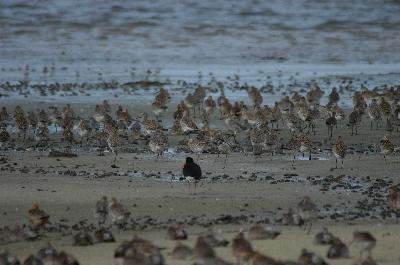 Eastern Curlew<br>(Numenius madagascariensis)