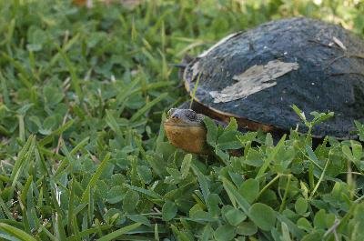 Eastern Long-Necked Turtle<br>(Chelodina longicollis)