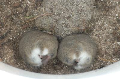 Eastern Pygmy Possum<br>(Cercartetus nanus)