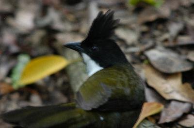 Eastern Whipbird<br>(Psophodes olivaceus)