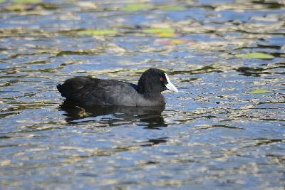 Eurasian Coot<br>(Fulica atra)