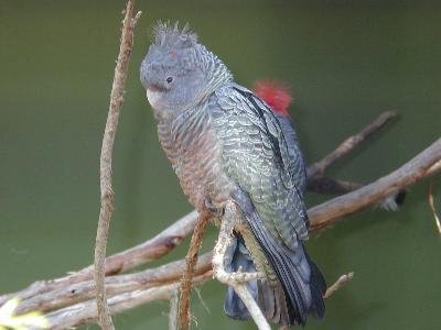 Gang-gang Cockatoo<br>(Callocephalon fimbriatum)