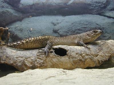 Gidgee Skink<br>(Egernia stokesii)