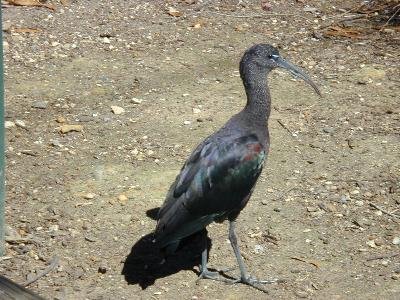 Glossy Ibis<br>(Plegadis falcinellus)