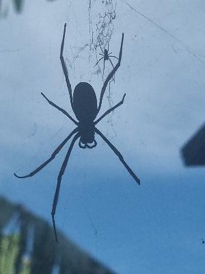 Golden Orbweavers<br>(Nephila sp)