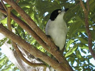 Grey Butcherbird<br>(Cracticus torquatus)