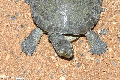 Krefft's turtle<br>(Emydura macquarii krefftii)