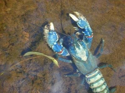 Lamington Crayfish<br>(Euastacus sulcatus)