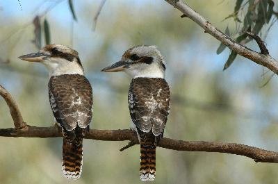 Laughing Kookaburra<br>(Dacelo novaeguineae)