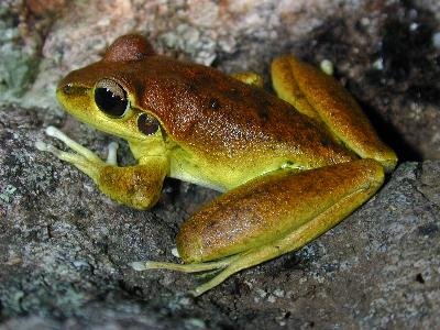 Lesueur's Frog<br>(Litoria lesueurii)