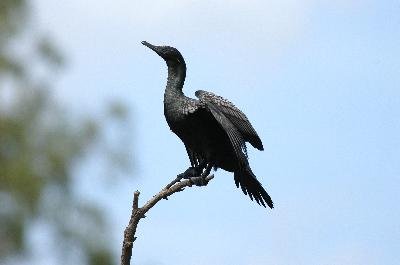 Little Black Cormorant<br>(Phalacrocorax sulcirostris)