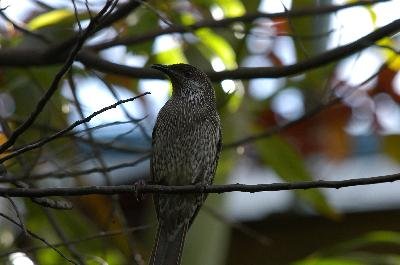 Little Wattlebird<br>(Anthochaera chrysoptera)