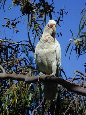 Long-billed Corella<br>(Cacatua tenuirostris)