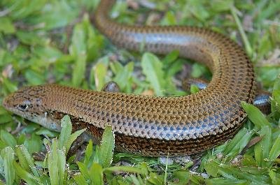 Major Skink<br>(Bellatorias frerei)